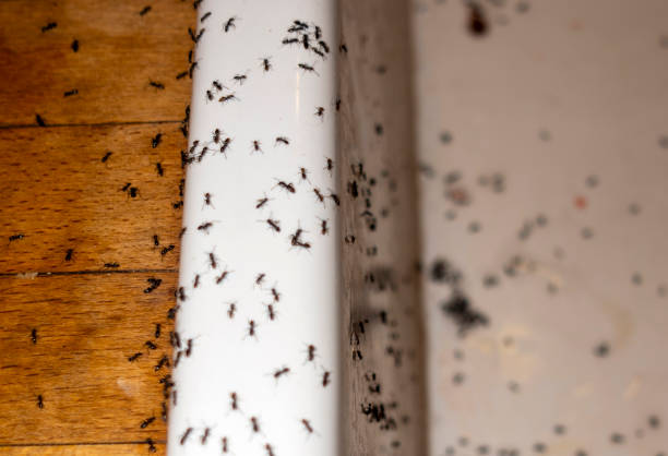 Best Commercial Pest Control Services  in Rineyville, KY