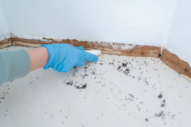 Best Insect Control  in Rineyville, KY
